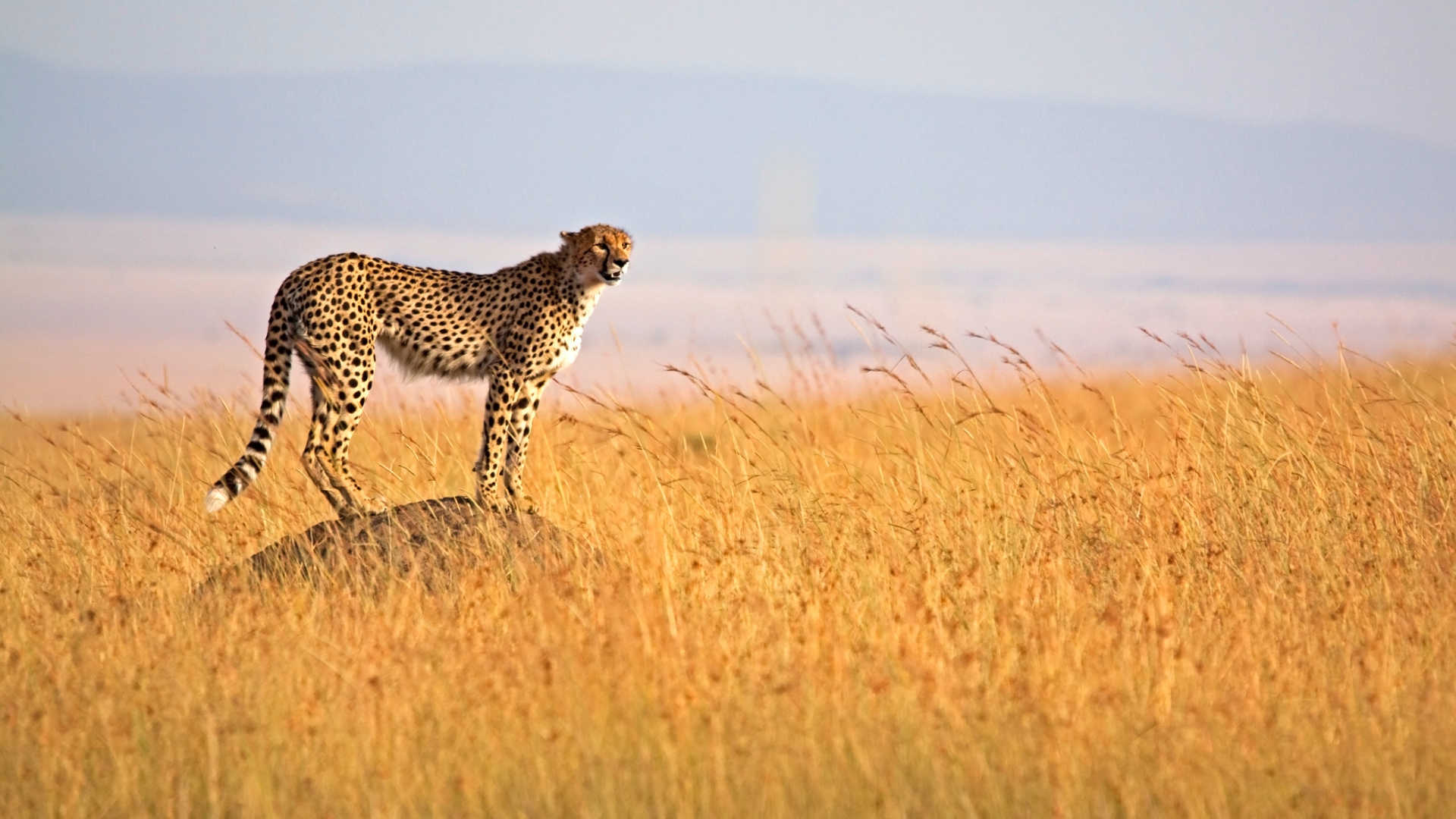 Tanzania Safaris