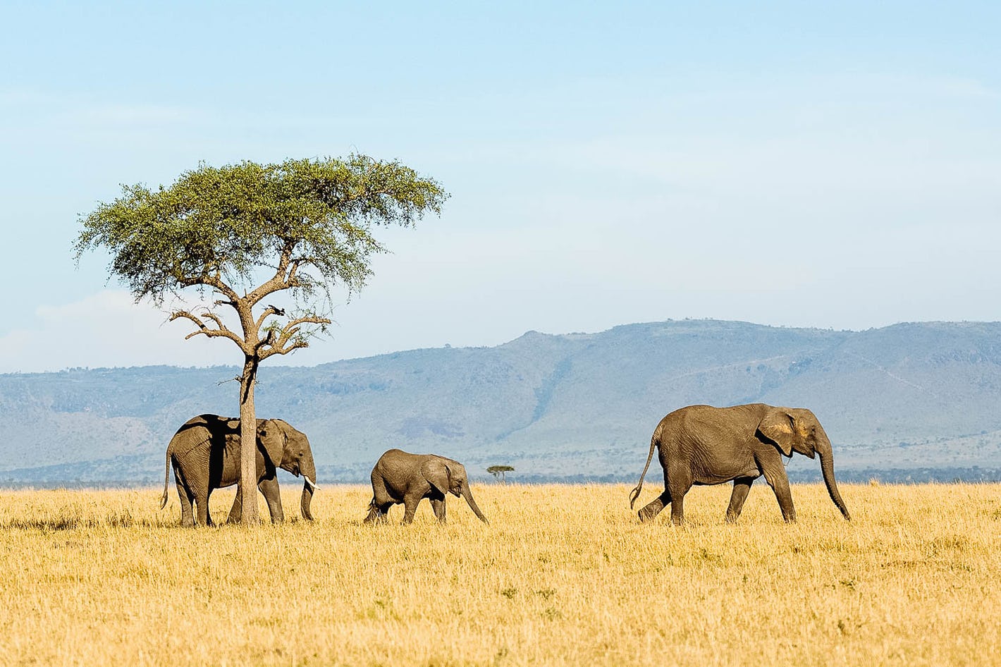 When to go for Tanzania Safari