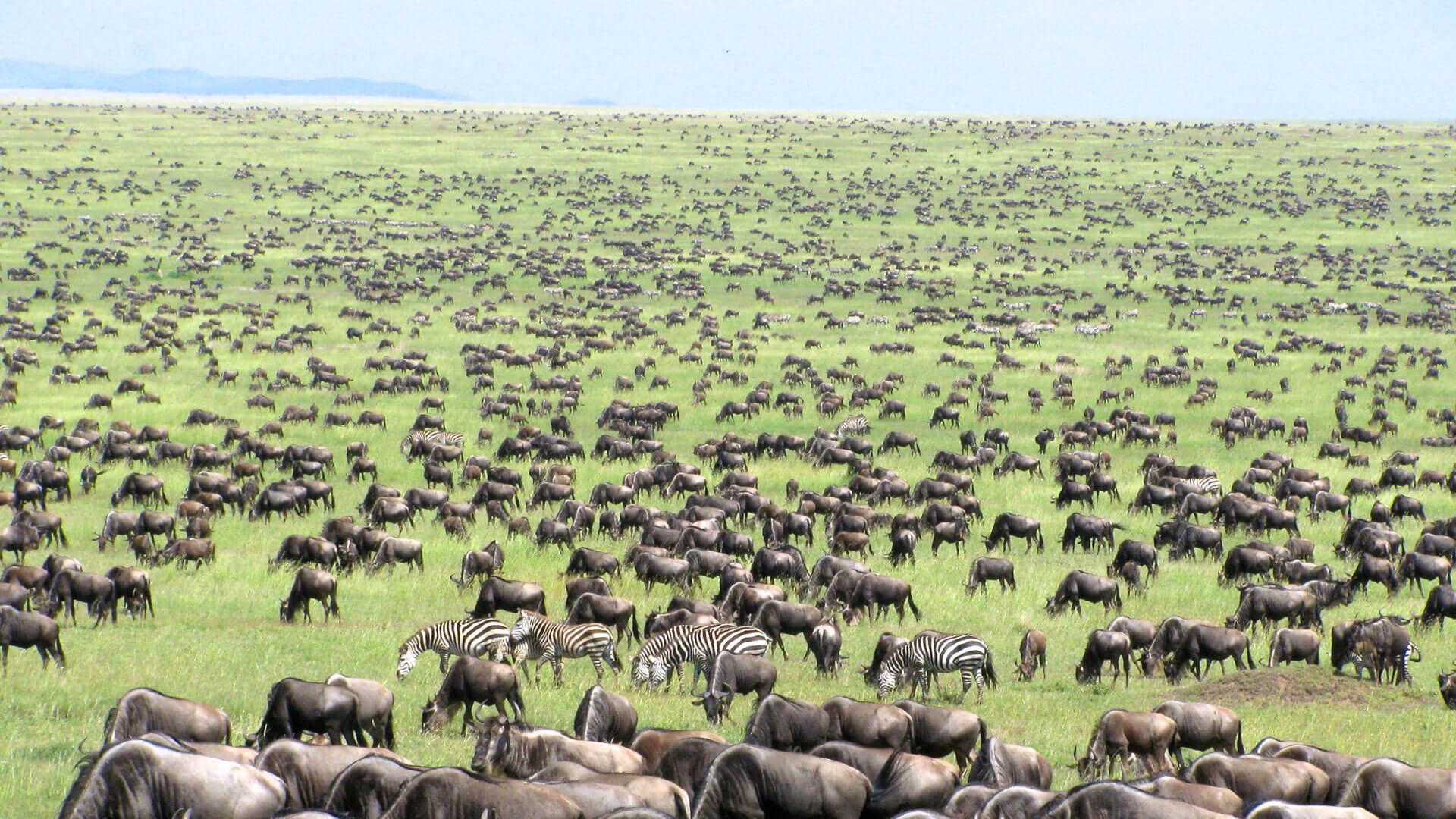 Great Migration of Serengeti