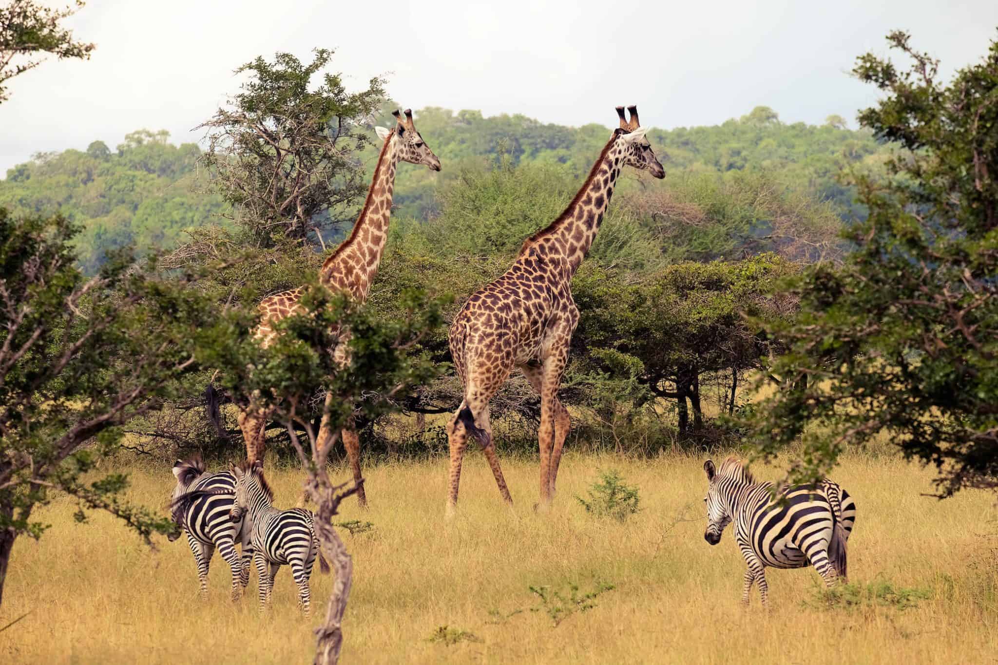 2 Days Tanzania Safaris to Tarangire and Ngorongoro