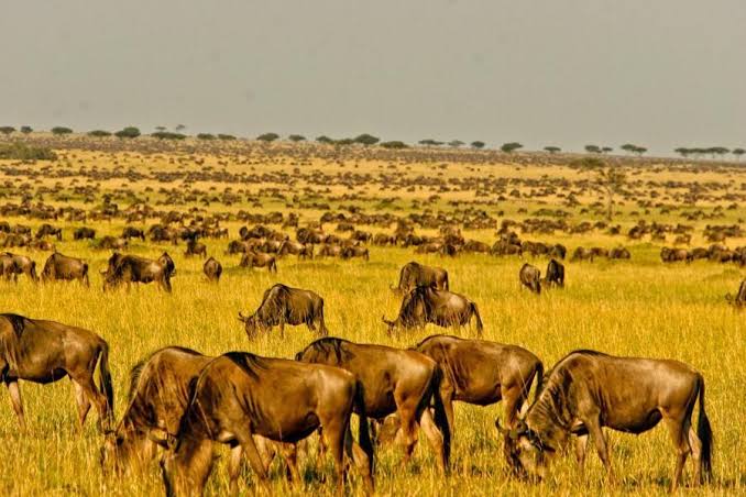 4 Days Tanzania Safaris to Tarangire, Serengeti and Ngorongoro